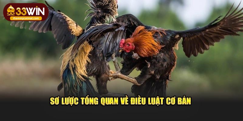 Sơ lược tổng quan về điều luật cơ bản